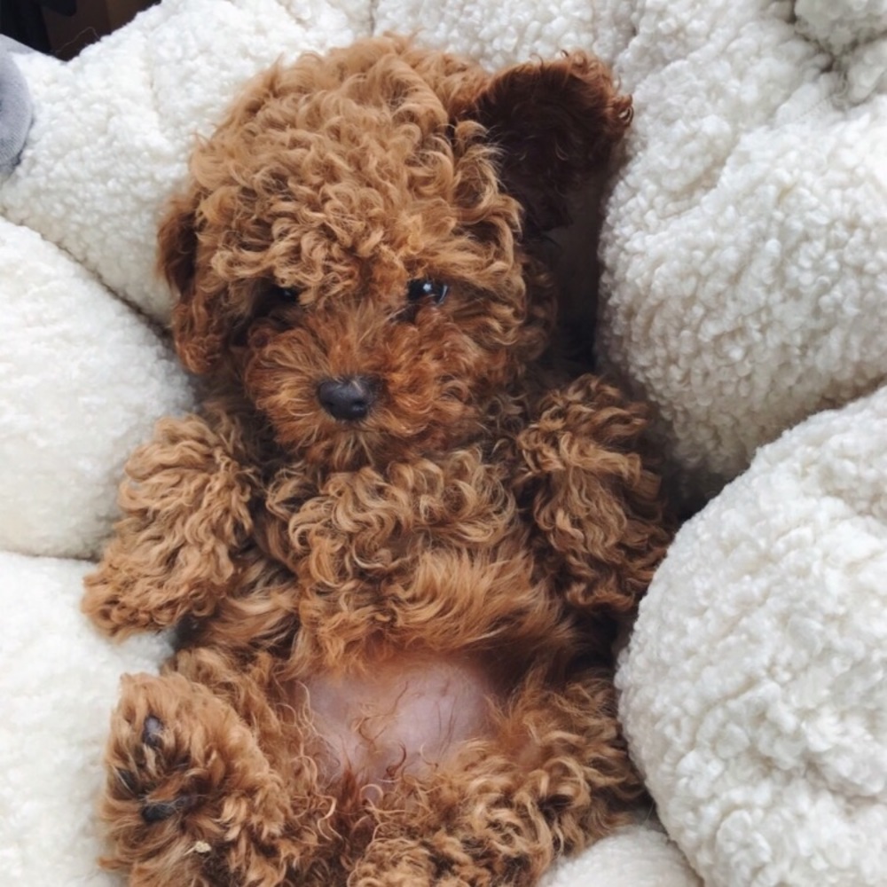 Meet your Posher, Jordan